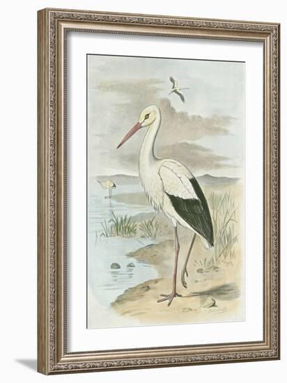 White Stork-null-Framed Art Print