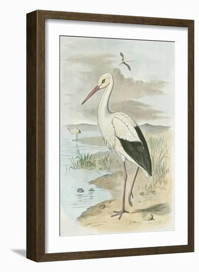 White Stork-null-Framed Art Print