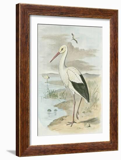 White Stork-null-Framed Art Print