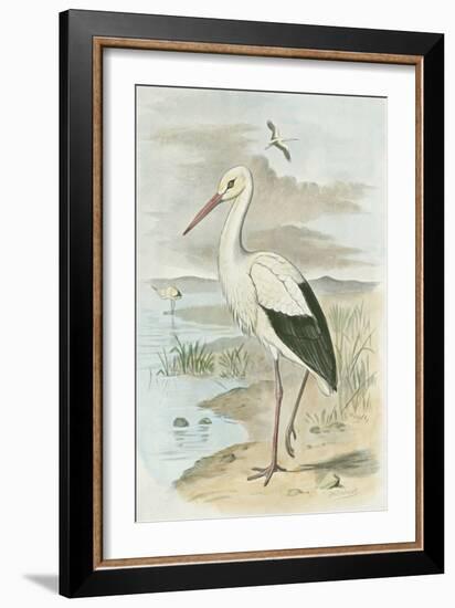 White Stork-null-Framed Art Print