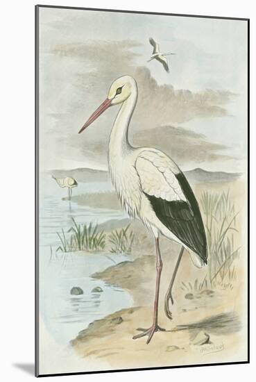 White Stork-null-Mounted Art Print