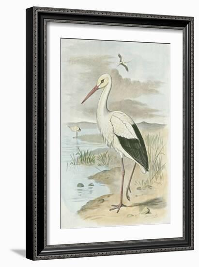 White Stork-null-Framed Art Print