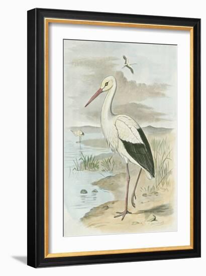 White Stork-null-Framed Art Print