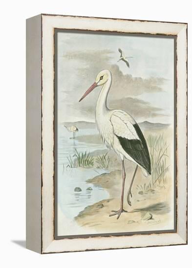 White Stork-null-Framed Stretched Canvas