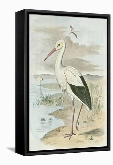 White Stork-null-Framed Stretched Canvas