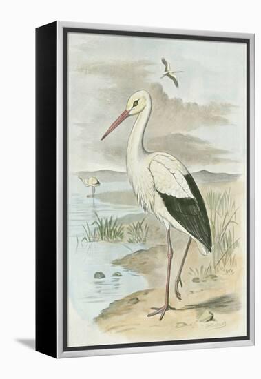 White Stork-null-Framed Stretched Canvas