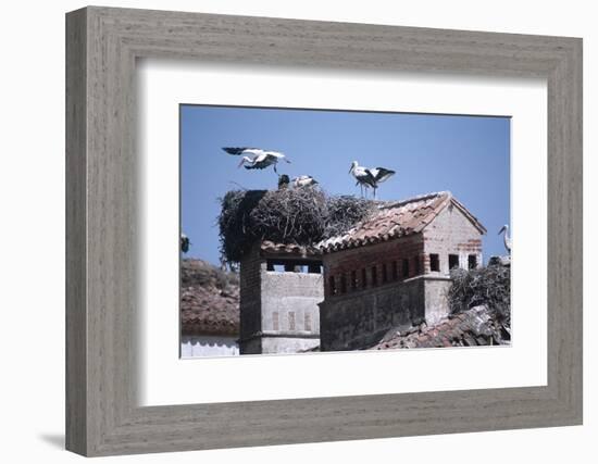 White Storks Nesting on Buildings (Ciconia Ciconia) Spain-null-Framed Photographic Print