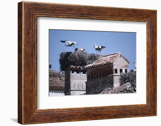 White Storks Nesting on Buildings (Ciconia Ciconia) Spain-null-Framed Photographic Print