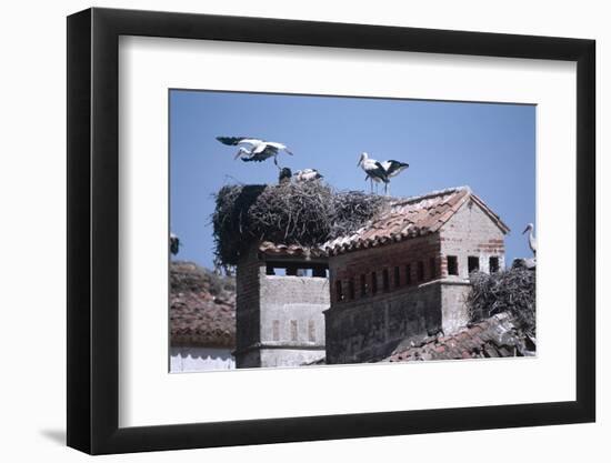 White Storks Nesting on Buildings (Ciconia Ciconia) Spain-null-Framed Photographic Print