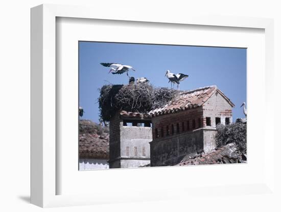 White Storks Nesting on Buildings (Ciconia Ciconia) Spain-null-Framed Photographic Print