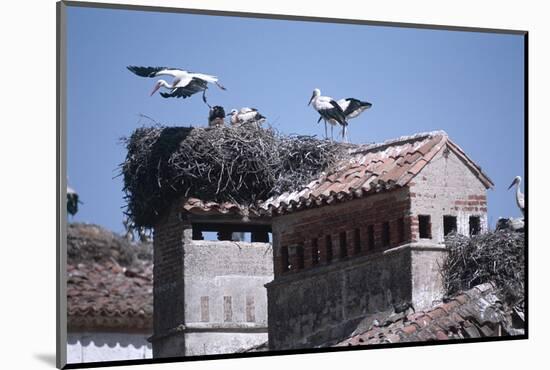 White Storks Nesting on Buildings (Ciconia Ciconia) Spain-null-Mounted Photographic Print