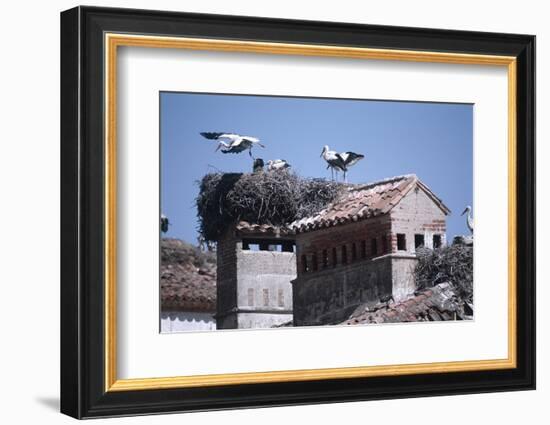 White Storks Nesting on Buildings (Ciconia Ciconia) Spain-null-Framed Photographic Print