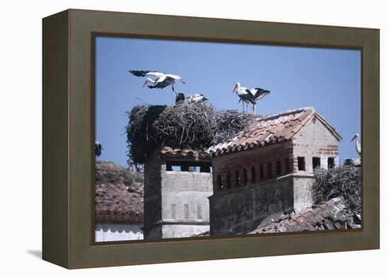 White Storks Nesting on Buildings (Ciconia Ciconia) Spain-null-Framed Premier Image Canvas