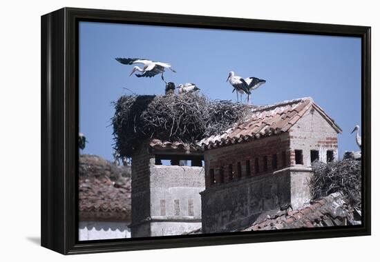 White Storks Nesting on Buildings (Ciconia Ciconia) Spain-null-Framed Premier Image Canvas