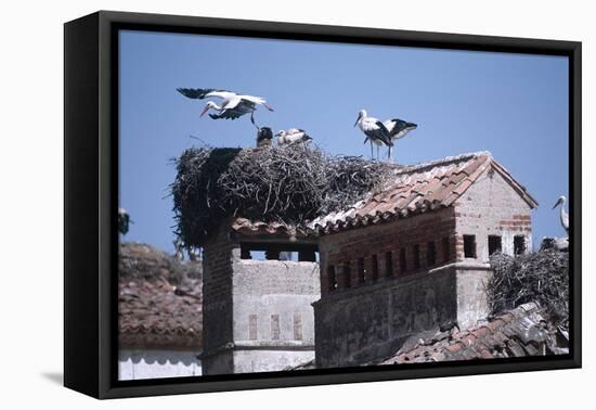 White Storks Nesting on Buildings (Ciconia Ciconia) Spain-null-Framed Premier Image Canvas