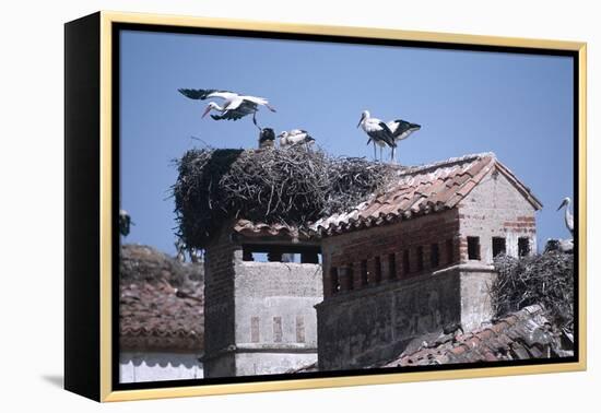 White Storks Nesting on Buildings (Ciconia Ciconia) Spain-null-Framed Premier Image Canvas