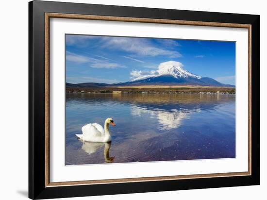 White Swan with Mount Fuji at Yamanaka Lake, Yamanashi, Japan-lkunl-Framed Photographic Print
