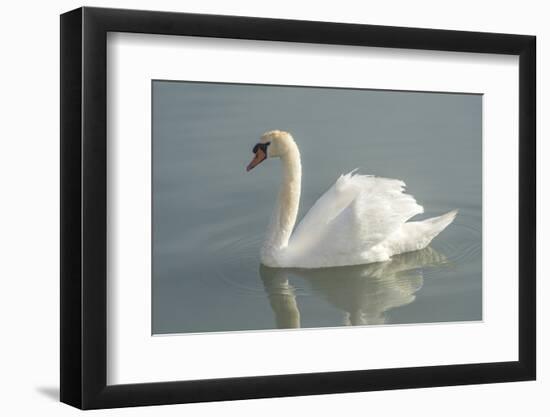 White swan-Jim Engelbrecht-Framed Photographic Print