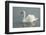 White swan-Jim Engelbrecht-Framed Photographic Print