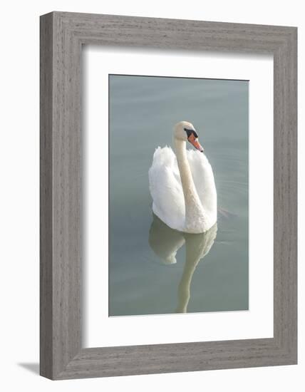 White swan-Jim Engelbrecht-Framed Photographic Print