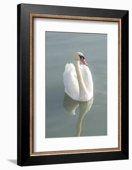 White swan-Jim Engelbrecht-Framed Photographic Print