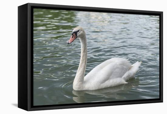 White swan-Jim Engelbrecht-Framed Premier Image Canvas