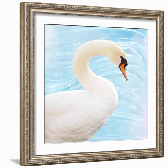 White Swan-Gail Peck-Framed Art Print