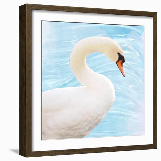 White Swan-Gail Peck-Framed Art Print