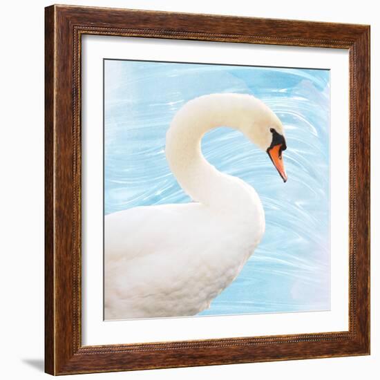 White Swan-Gail Peck-Framed Art Print