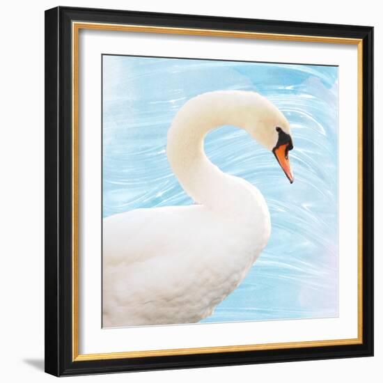 White Swan-Gail Peck-Framed Art Print