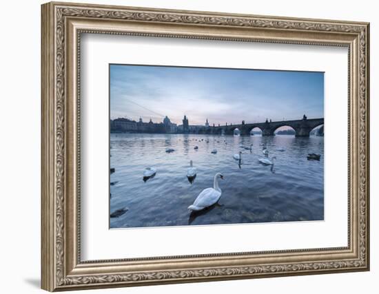 White swans on the Vltava River and the historical Charles Bridge at sunrise, UNESCO World Heritage-Roberto Moiola-Framed Photographic Print