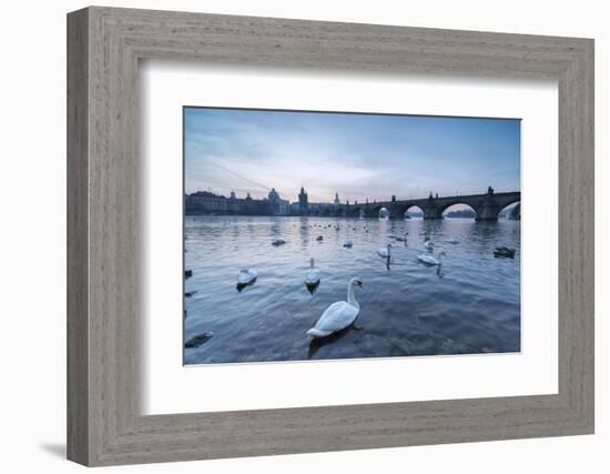 White swans on the Vltava River and the historical Charles Bridge at sunrise, UNESCO World Heritage-Roberto Moiola-Framed Photographic Print