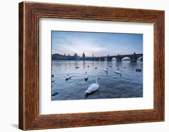 White swans on the Vltava River and the historical Charles Bridge at sunrise, UNESCO World Heritage-Roberto Moiola-Framed Photographic Print