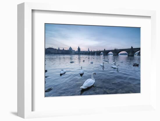 White swans on the Vltava River and the historical Charles Bridge at sunrise, UNESCO World Heritage-Roberto Moiola-Framed Photographic Print