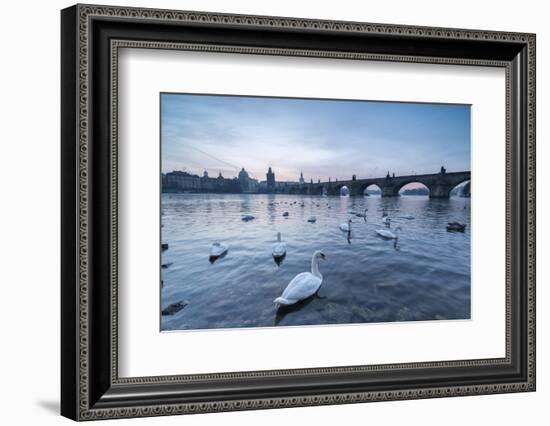 White swans on the Vltava River and the historical Charles Bridge at sunrise, UNESCO World Heritage-Roberto Moiola-Framed Photographic Print