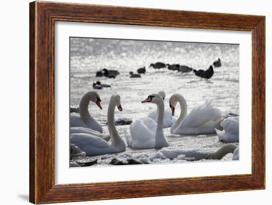 White Swans-Sagitov Aleksey-Framed Photographic Print