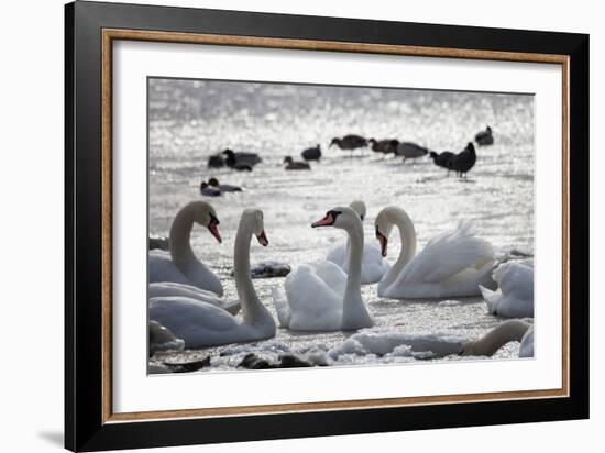 White Swans-Sagitov Aleksey-Framed Photographic Print