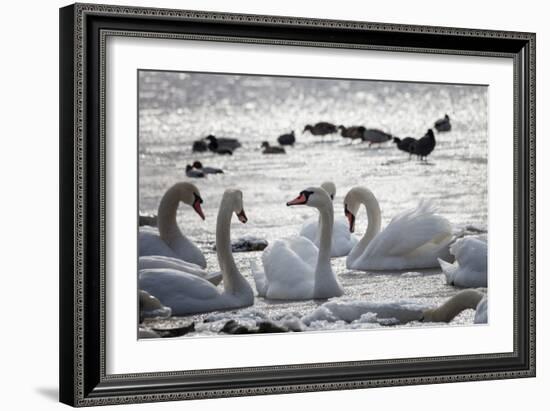 White Swans-Sagitov Aleksey-Framed Photographic Print