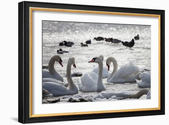 White Swans-Sagitov Aleksey-Framed Photographic Print