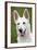 White Swiss Shepherd Dog-null-Framed Photographic Print