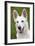 White Swiss Shepherd Dog-null-Framed Photographic Print