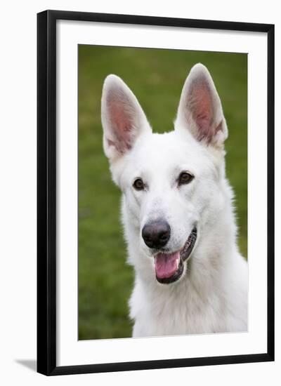 White Swiss Shepherd Dog-null-Framed Photographic Print