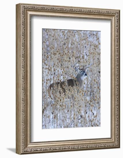 White-tail deer buck camouflaged in the thistle patch-Ken Archer-Framed Photographic Print