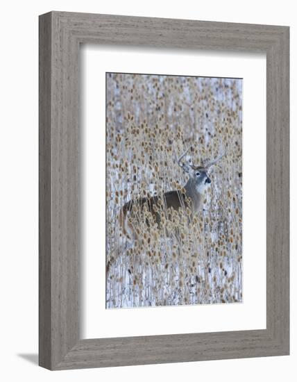 White-tail deer buck camouflaged in the thistle patch-Ken Archer-Framed Photographic Print