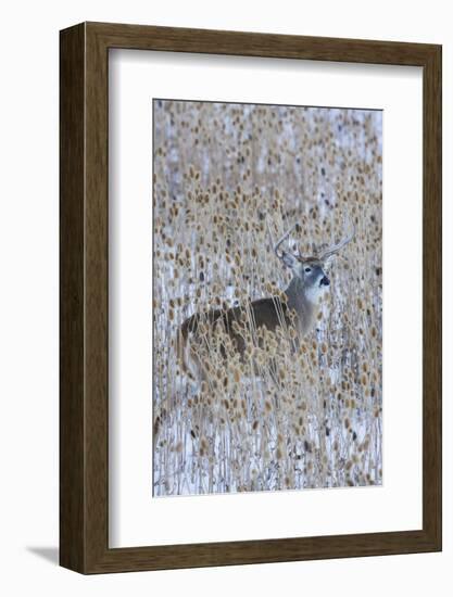 White-tail deer buck camouflaged in the thistle patch-Ken Archer-Framed Photographic Print