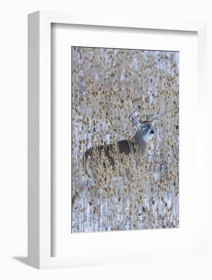 White-tail deer buck camouflaged in the thistle patch-Ken Archer-Framed Photographic Print