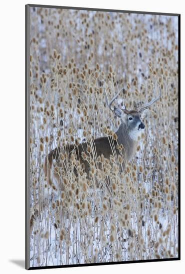 White-tail deer buck camouflaged in the thistle patch-Ken Archer-Mounted Photographic Print