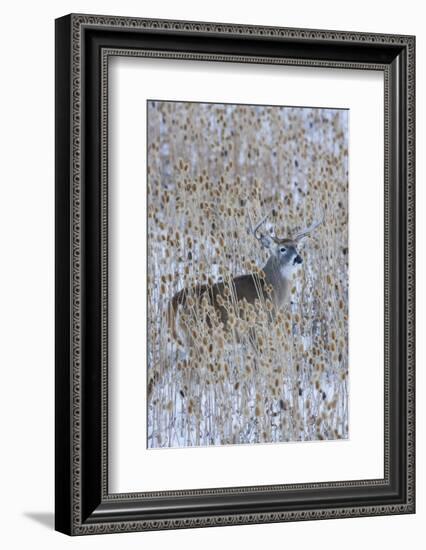 White-tail deer buck camouflaged in the thistle patch-Ken Archer-Framed Photographic Print