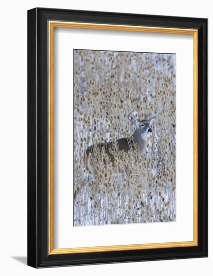 White-tail deer buck camouflaged in the thistle patch-Ken Archer-Framed Photographic Print