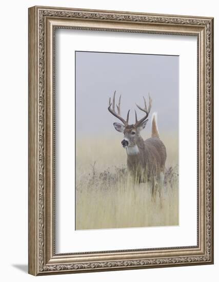 White-tail deer buck-Ken Archer-Framed Photographic Print